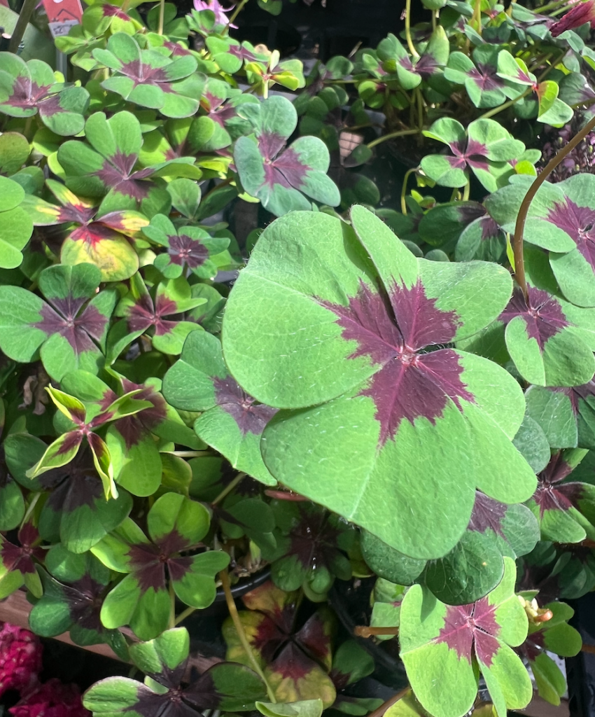 Oxalis Plant as Alternative to Four Leaf Clover for Good Luck 